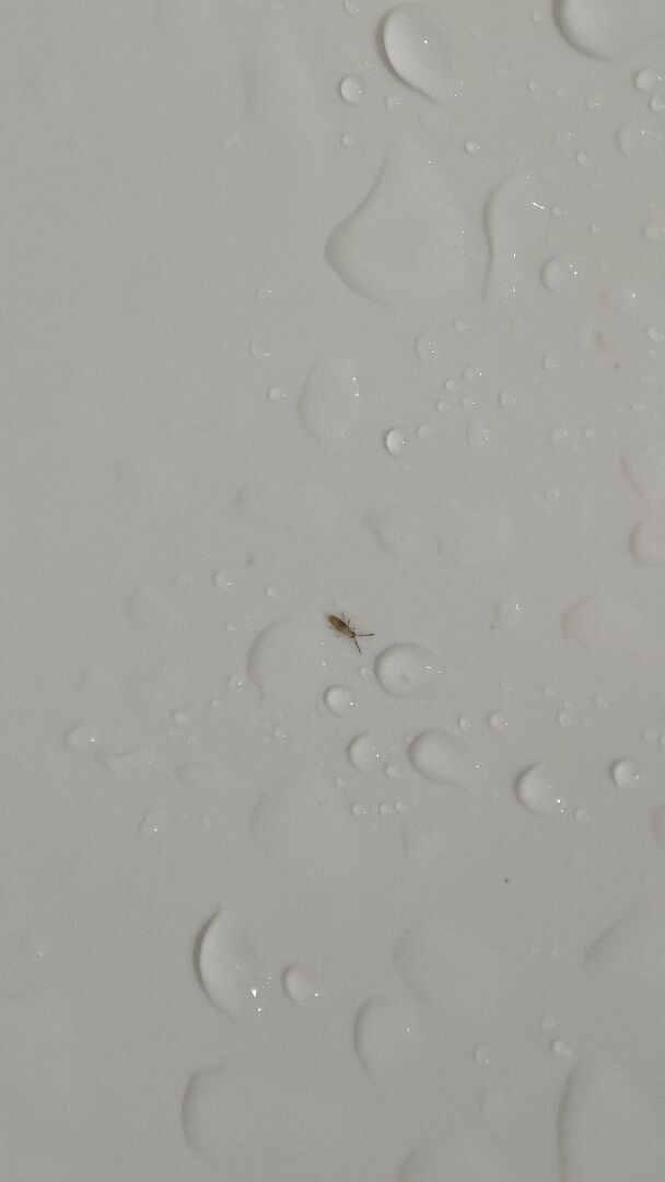 這是什麼蟲？如何消除？