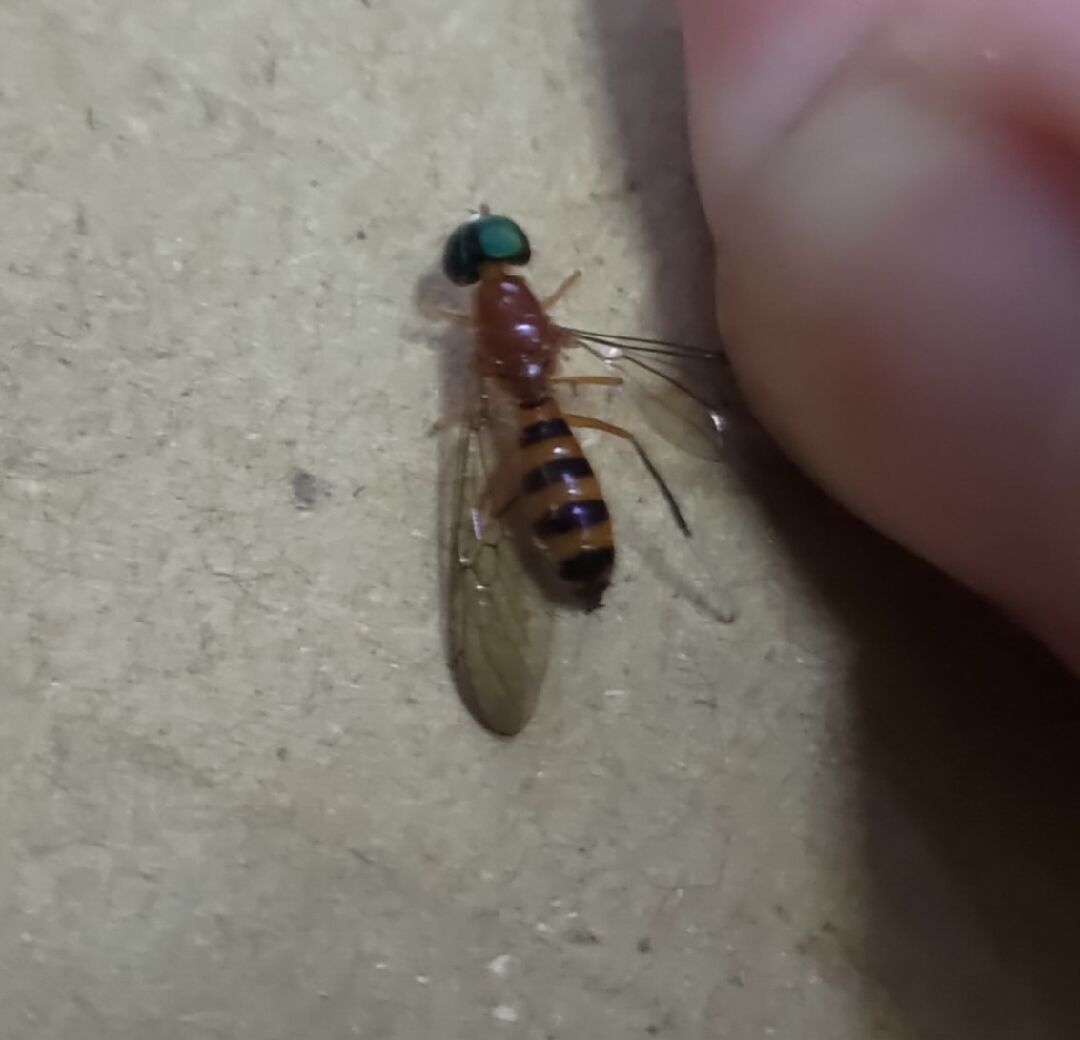這是什麼蟲