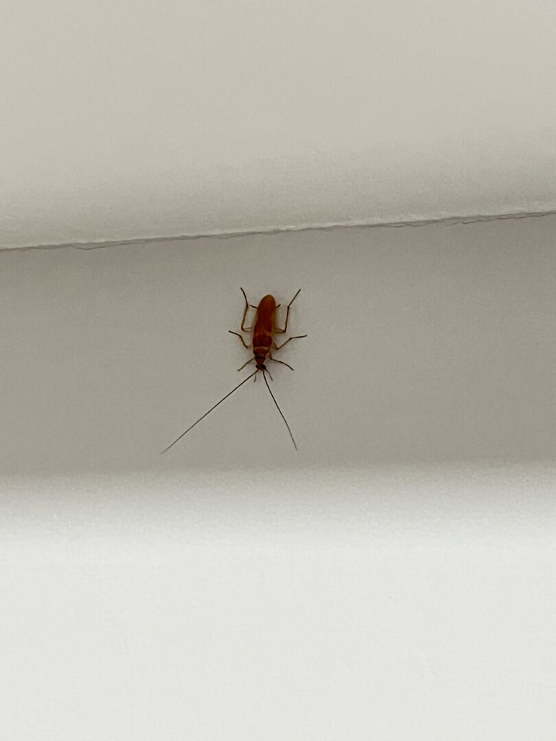 請問這是什麼蟲呢