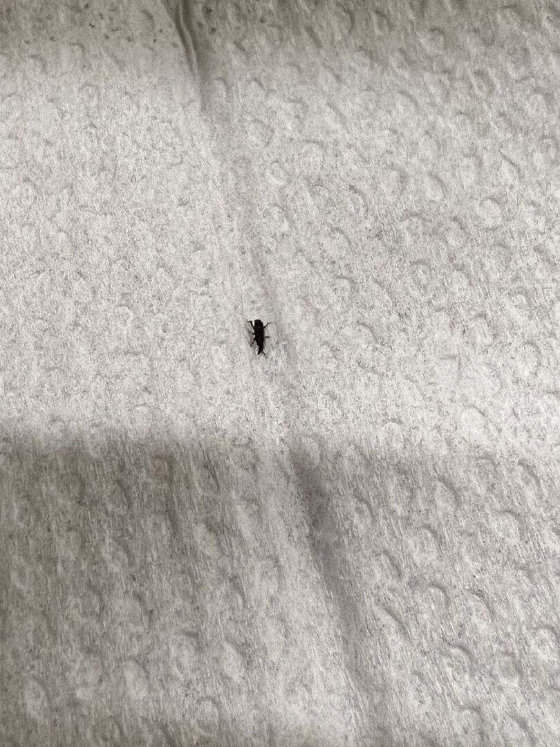 請問這是什麼蟲