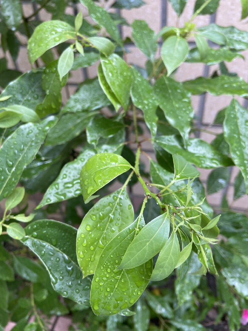 請問這是何種植物