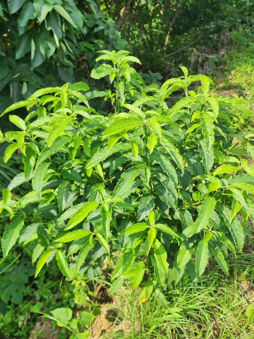 請問植物名稱, 是大風草? 杜仲? 或其他?