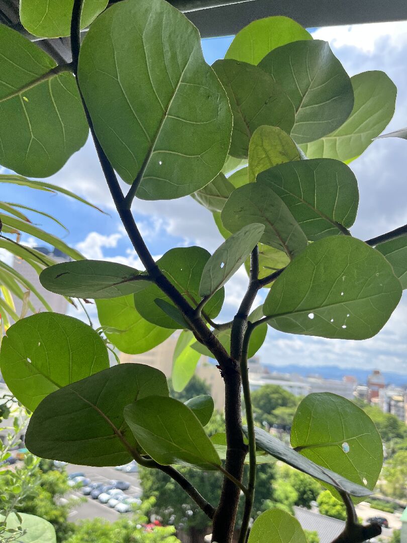 海葡萄葉子有許多小洞