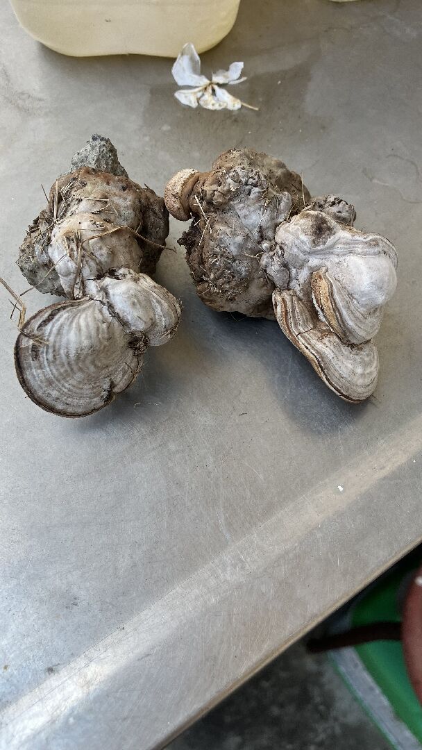 請問這是什麼菇類？
