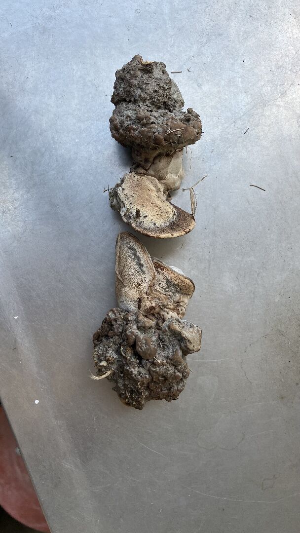 請問這是什麼菇類？