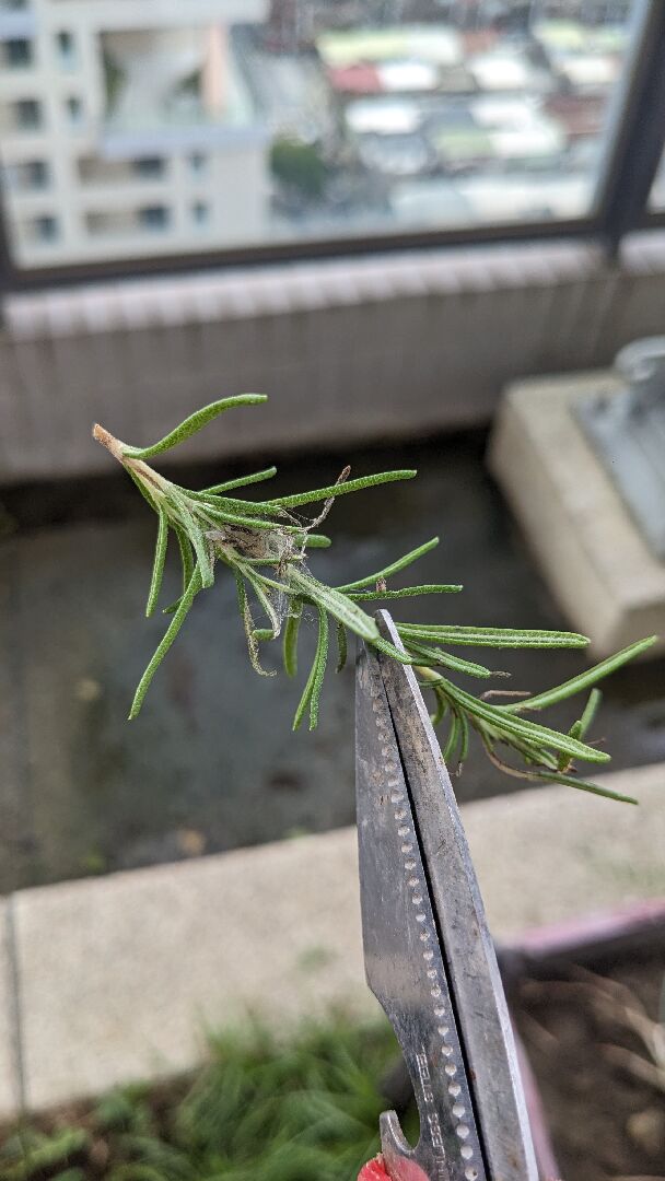 迷迭香尖端有蜘蛛網