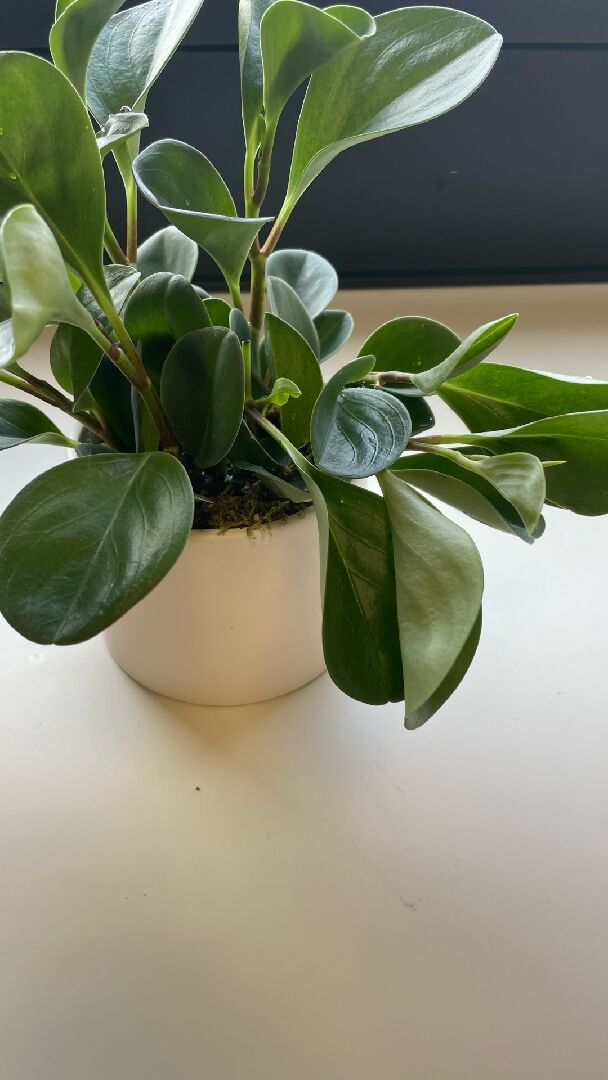 請問圓葉椒草半邊葉子軟塌的原因