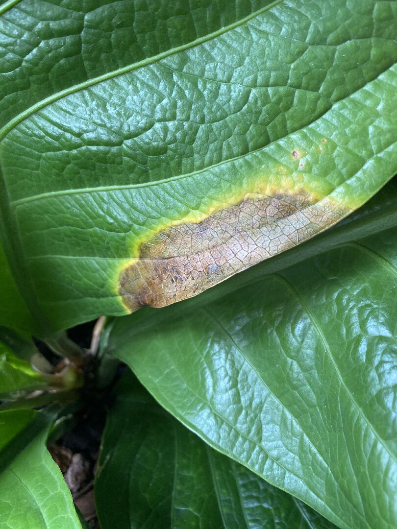 富貴花燭葉片損傷