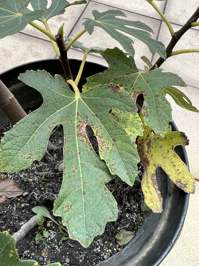 布蘭瑞克無花果的葉子看起來焦焦的