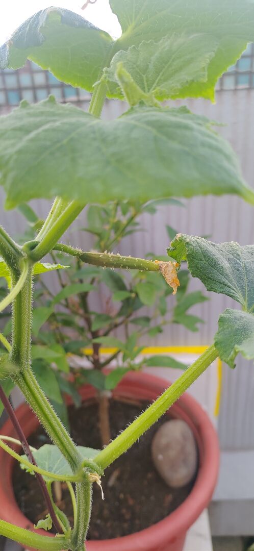 小黃瓜開完花就變黃！請問專業的！感謝您們