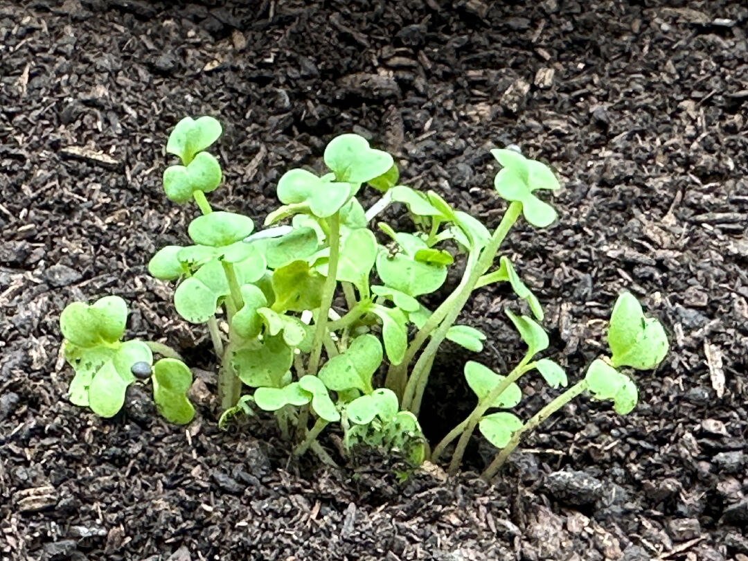 敏豆和青江菜菜苗被蟑螂啃食