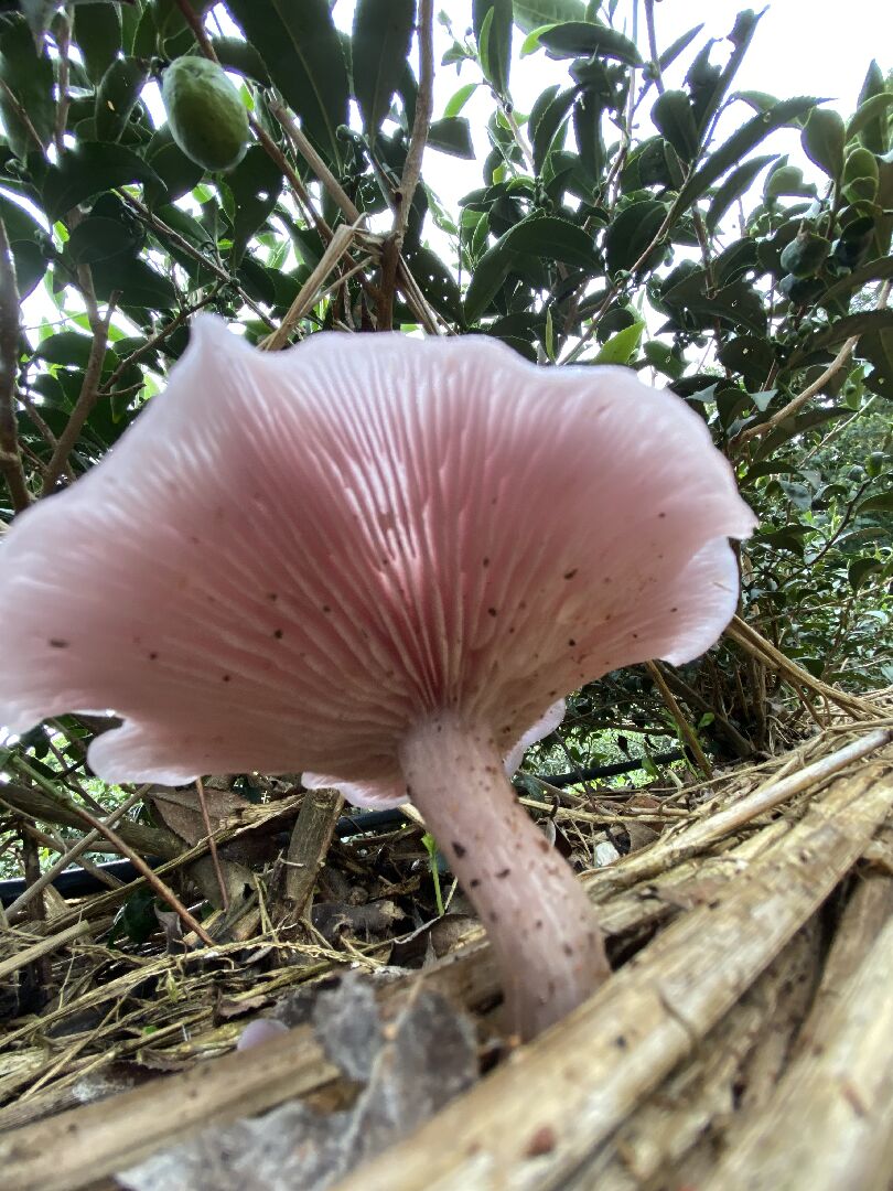 想請問這菇是可食用的紫色香菇嗎？