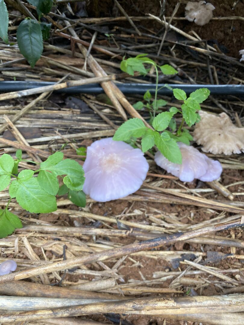 想請問這菇是可食用的紫色香菇嗎？