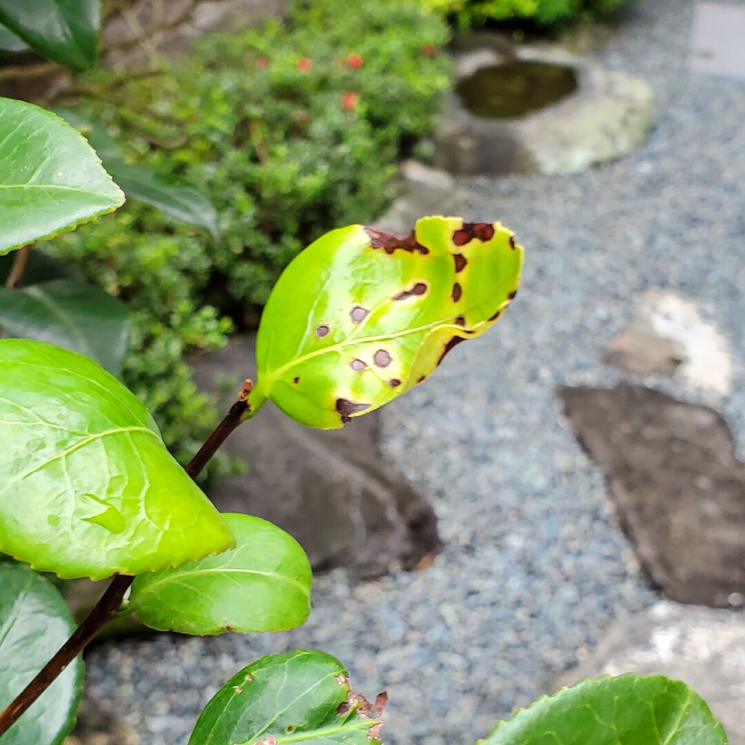 茶花葉子捲曲