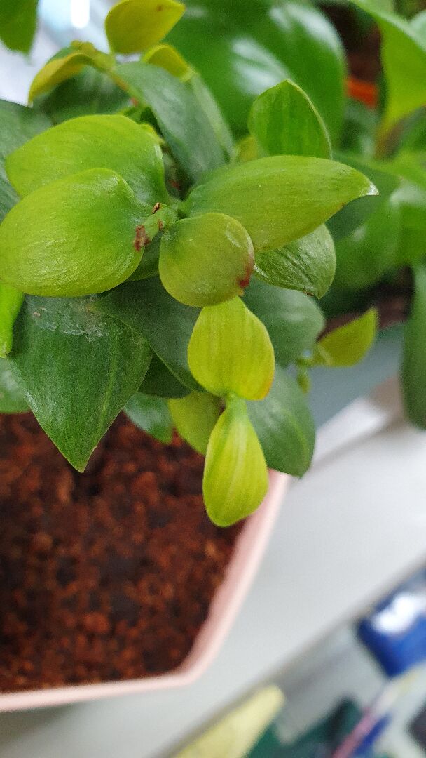 竹柏葉子陸續出現一點一點咖啡色