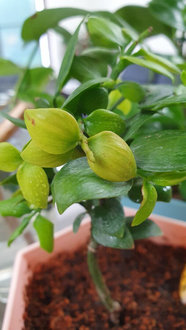 竹柏葉子陸續出現一點一點咖啡色