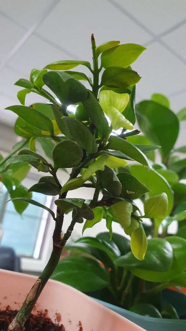 竹柏葉子陸續出現一點一點咖啡色