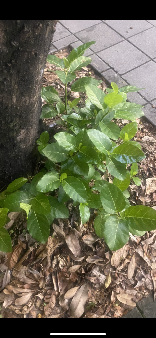 植物名稱