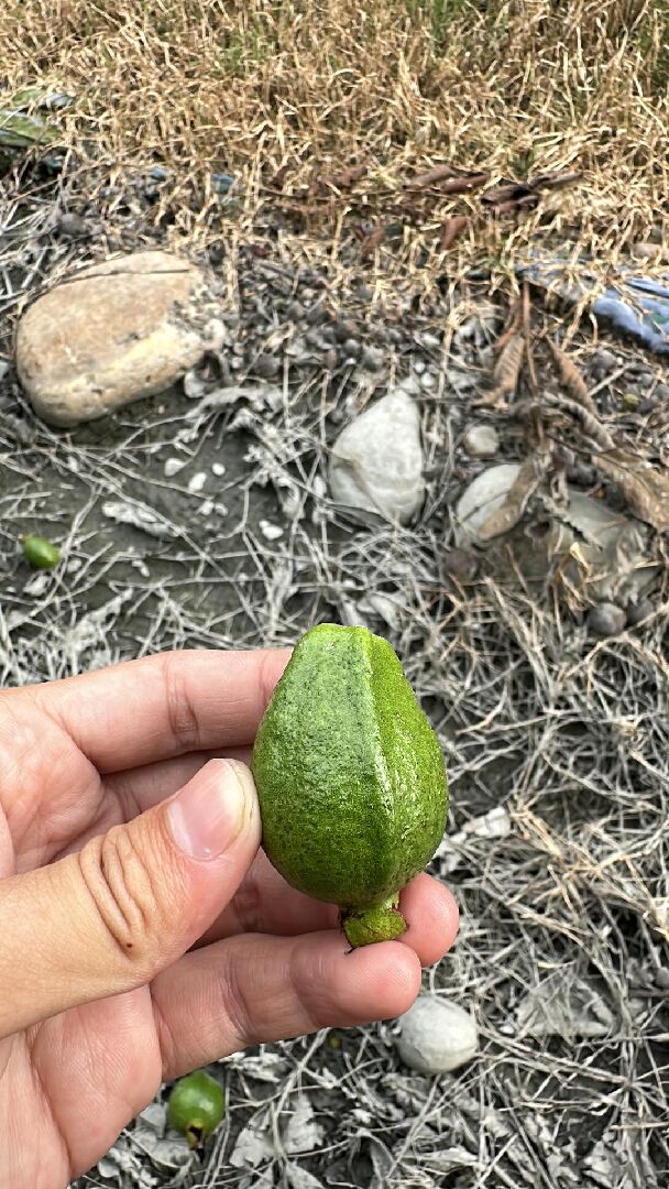 請教各位 這芭樂果實得了什麼病