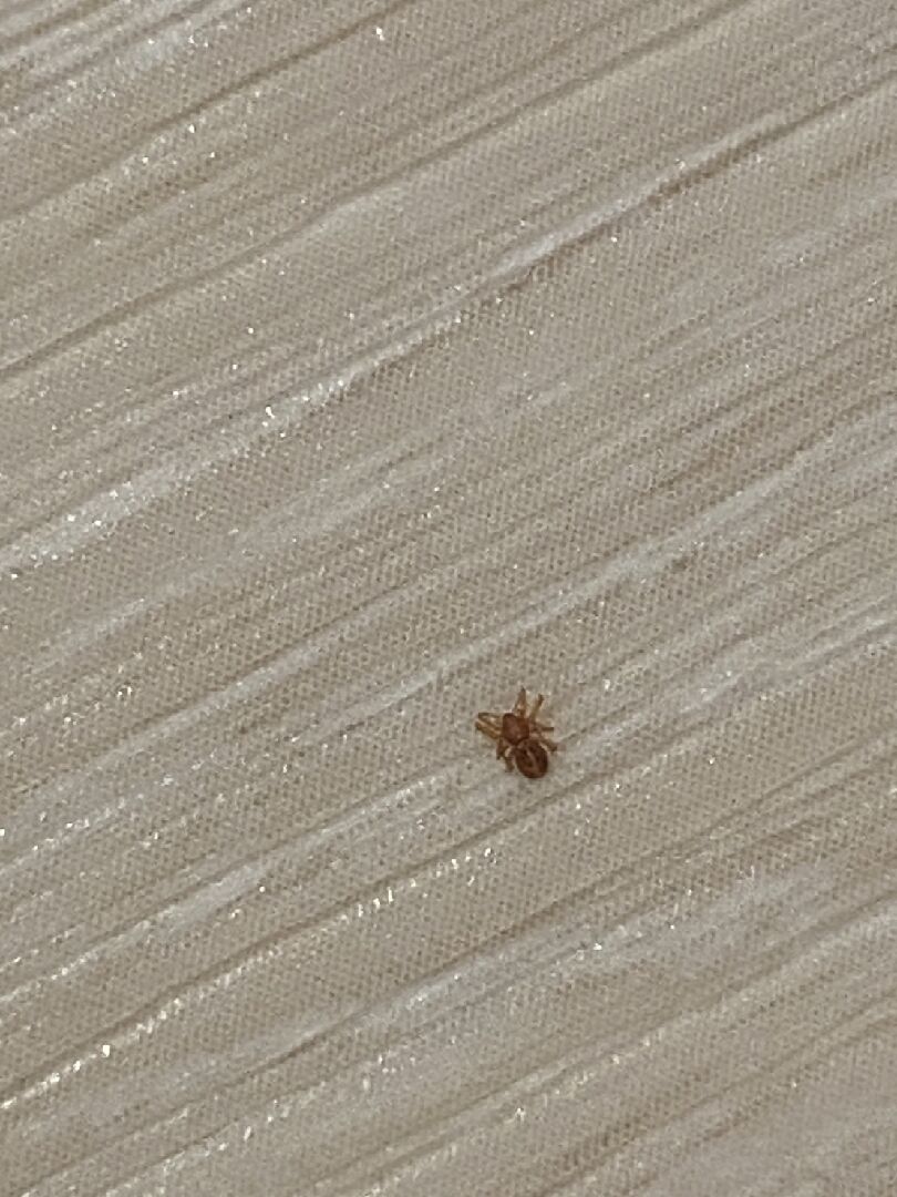 請問這是什麼蜘蛛?家裡突然出現幾隻小小的紅色的