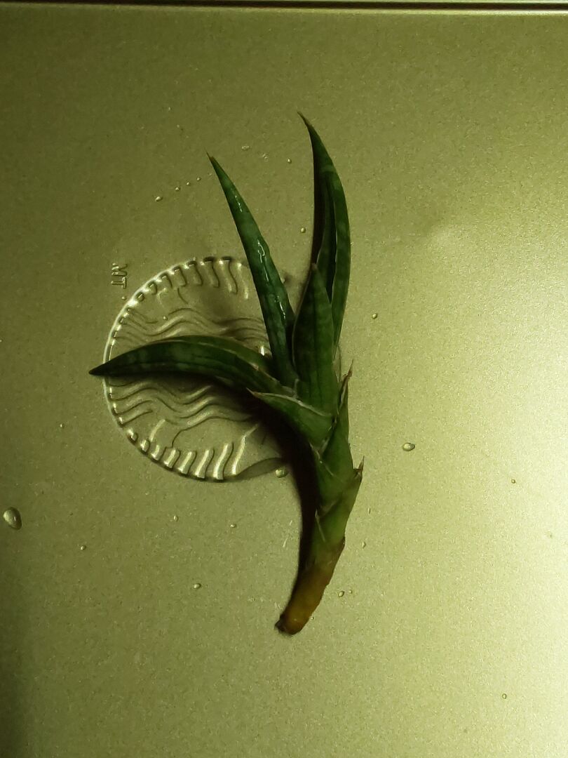 如何能讓青蟹虎尾蘭的小苗的底部發根
