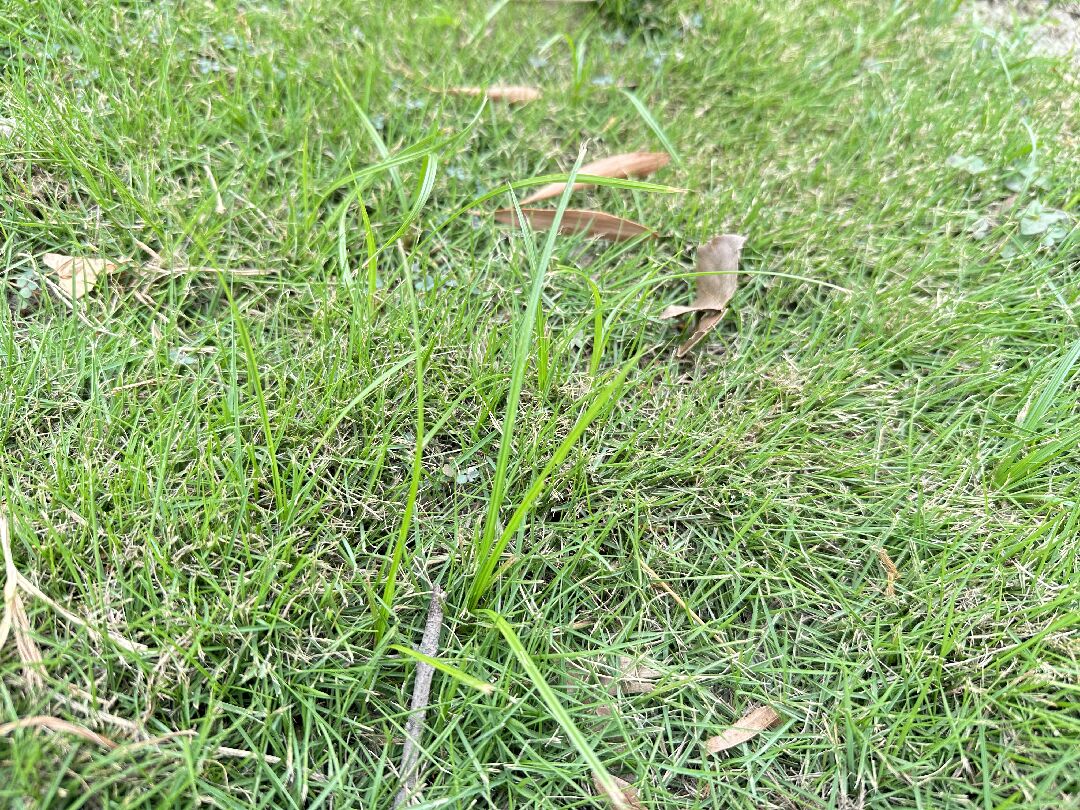 台北草長牛筋草怎麼快速除草呢