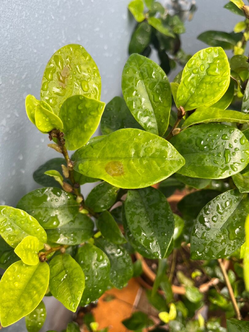 關於含笑花葉子發黃枯萎的問題