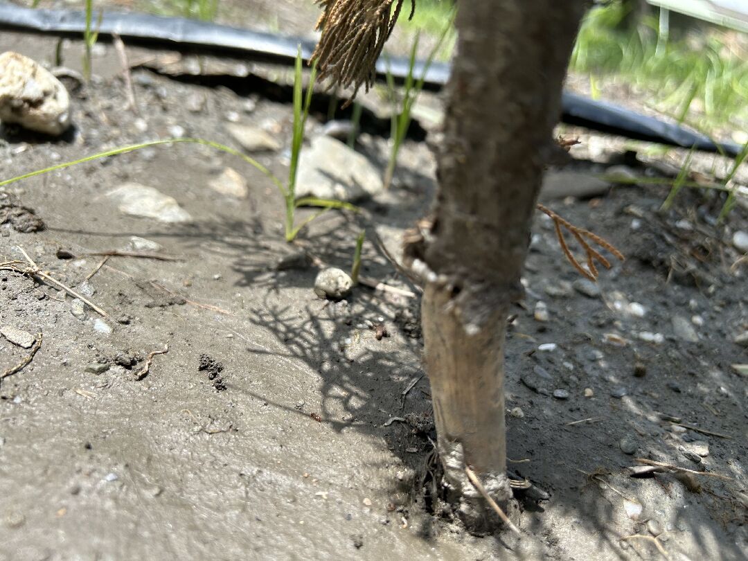 龍柏樹幹底部樹皮整圈脫落，全顆枯死　