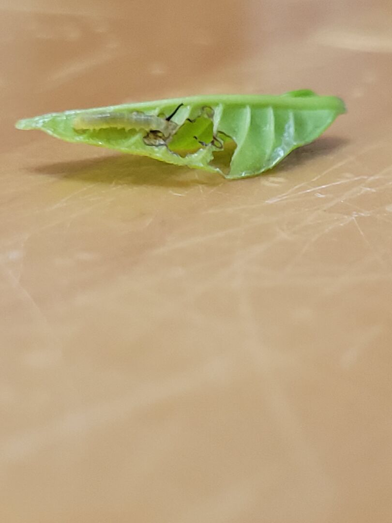 這是什麼昆蟲的幼蟲