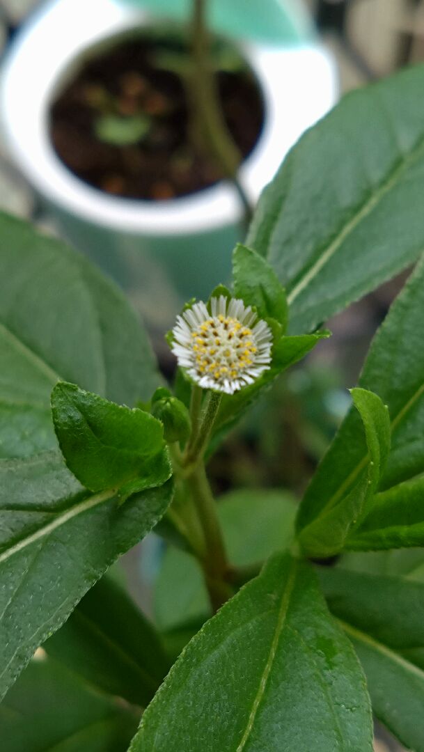 請問這2顆是什麼植物？