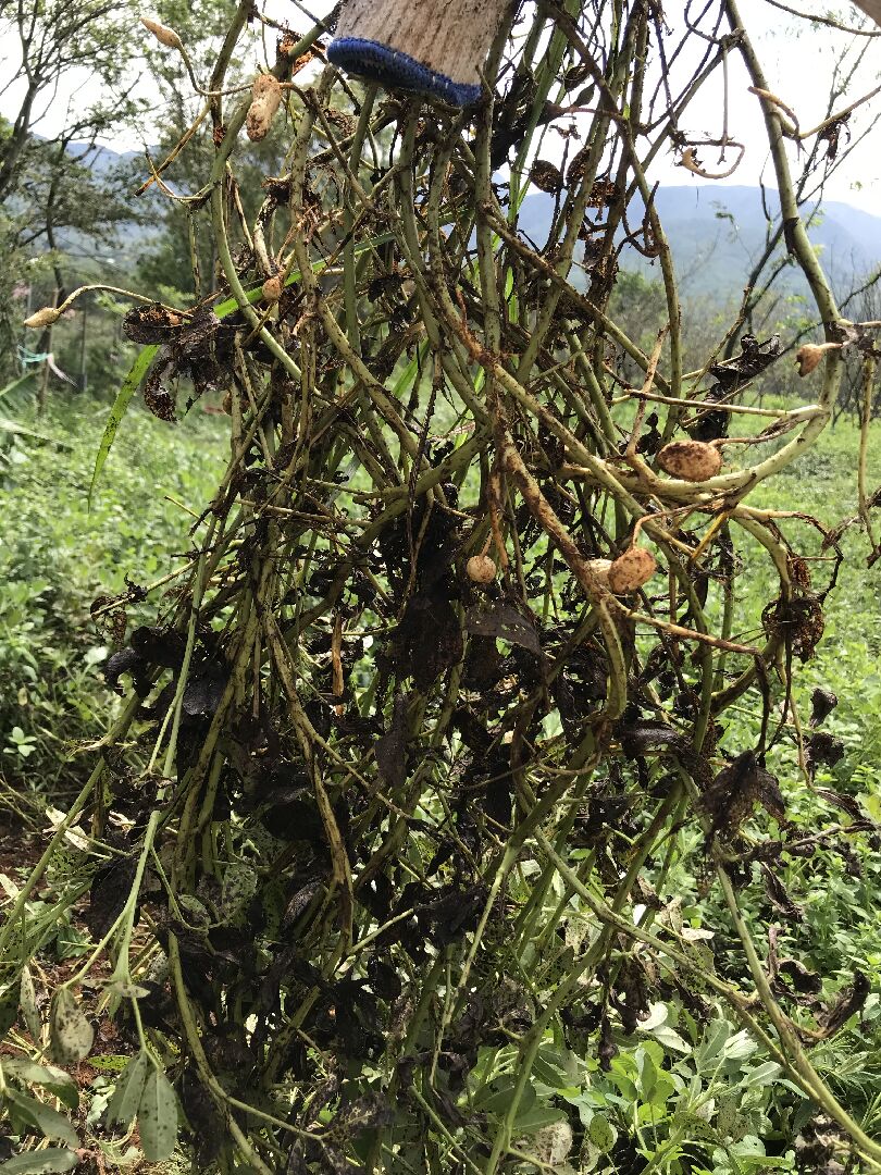 不長花生及空包彈原因