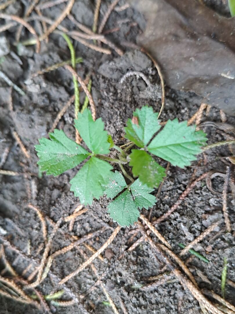 不知是下圖各是何種植物幼苗？