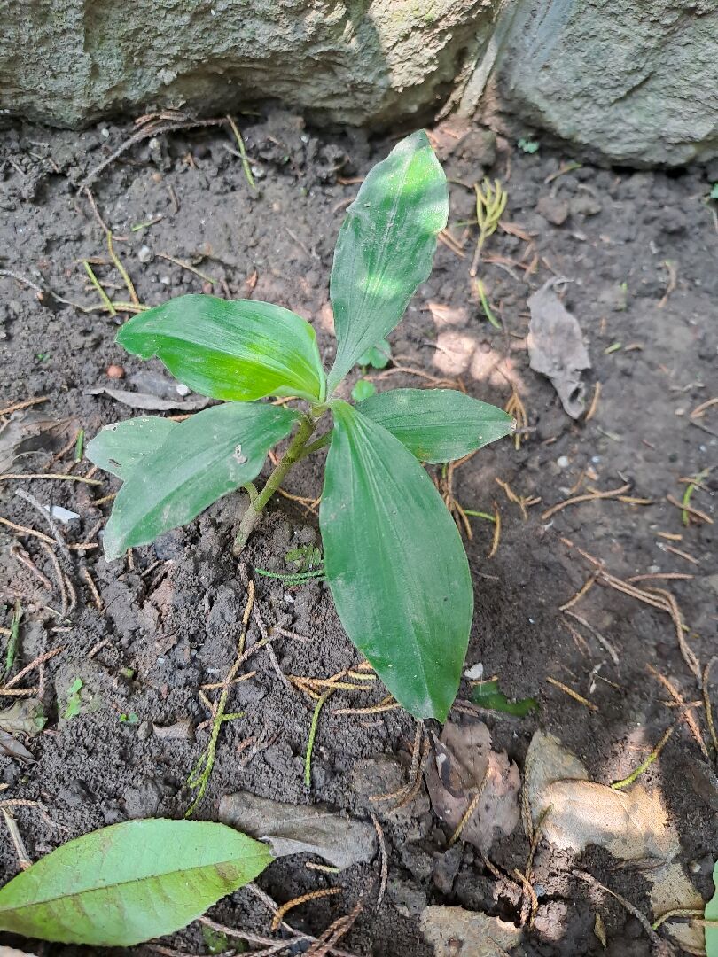 不知是下圖各是何種植物幼苗？