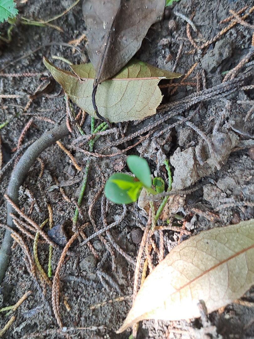 不知是下圖各是何種植物幼苗？