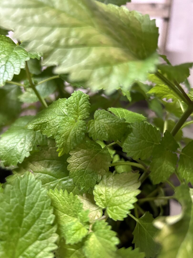 苦土石灰適合香草植物吸收嗎？