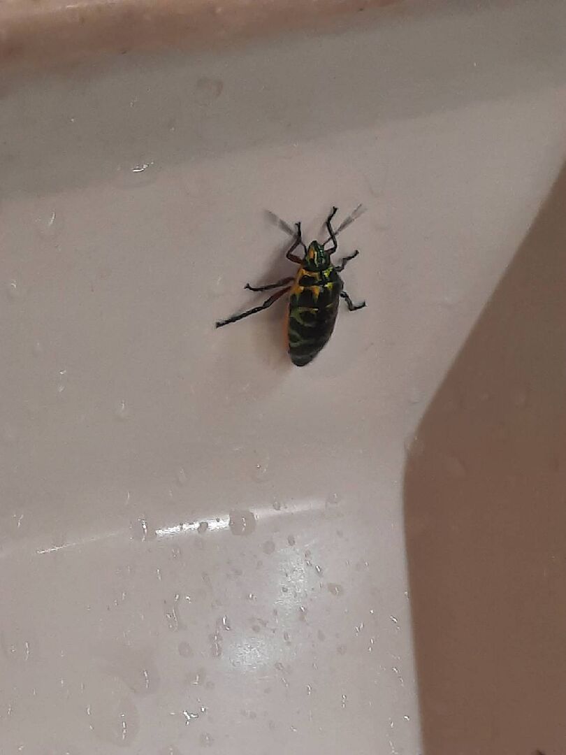 浴室裏的蟲