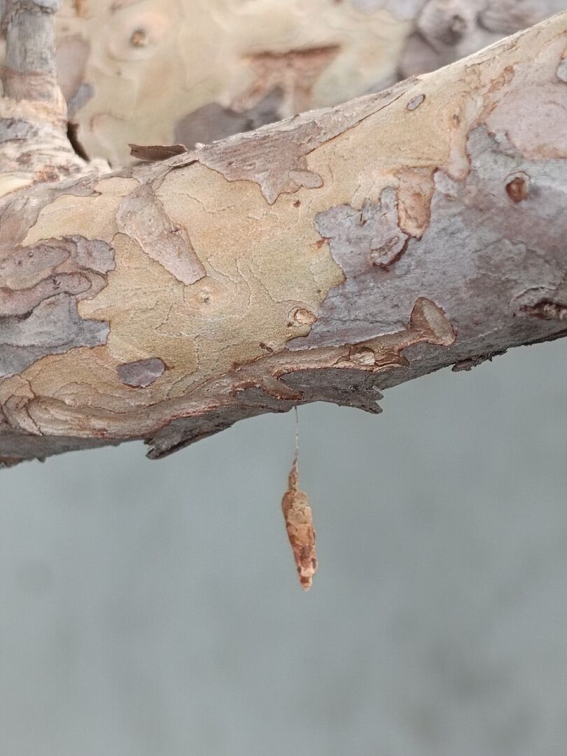 樹葡萄 葉子枯黃蟲咬與不明的蟲