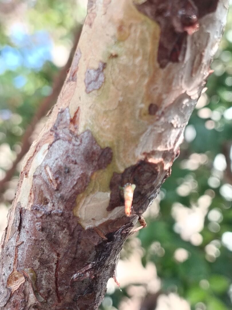 樹葡萄 葉子枯黃蟲咬與不明的蟲