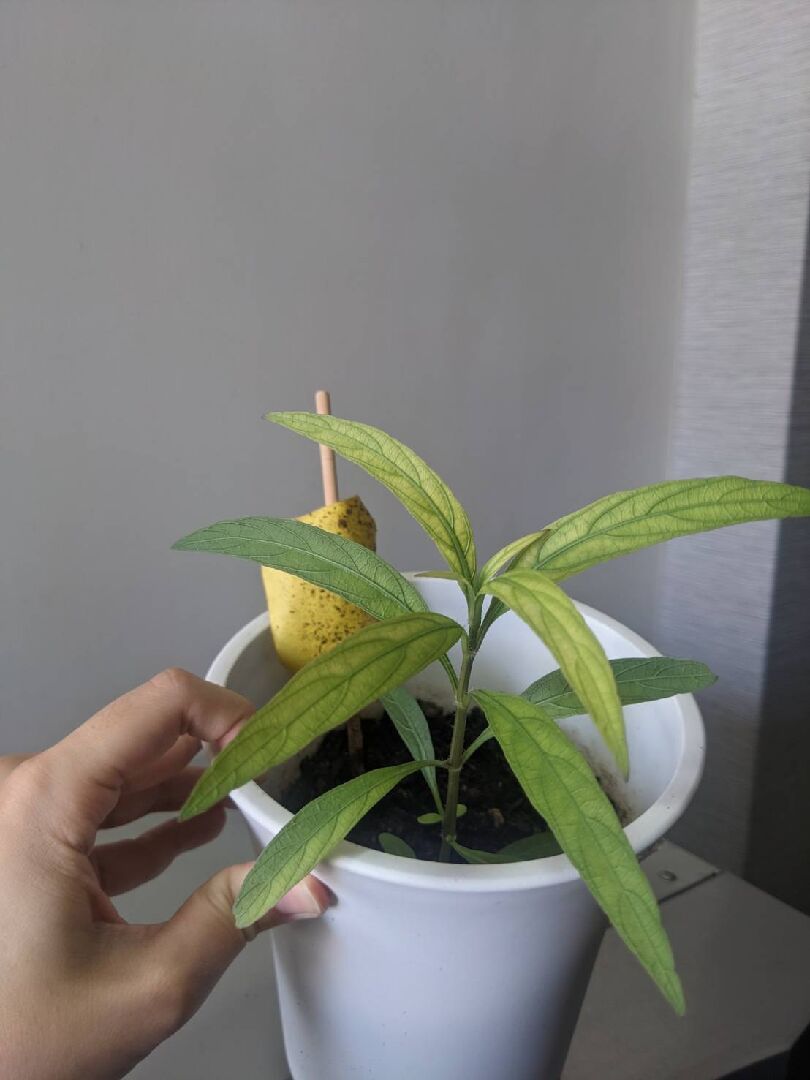 想詢問該植物為何?