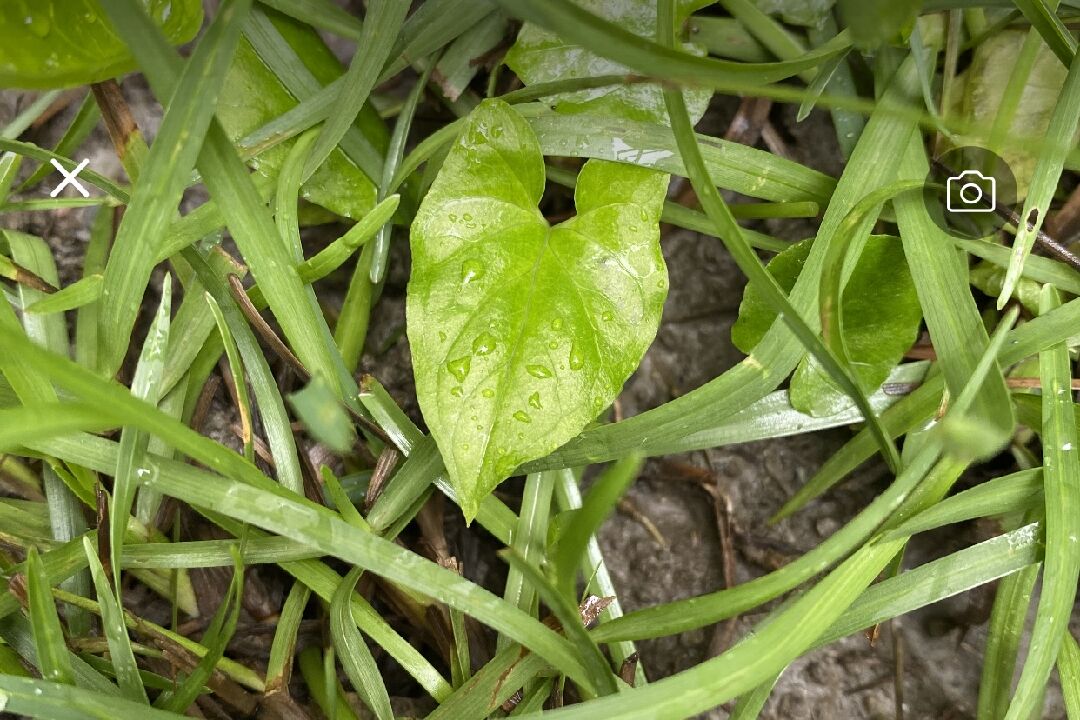 請問土半夏該如何去除