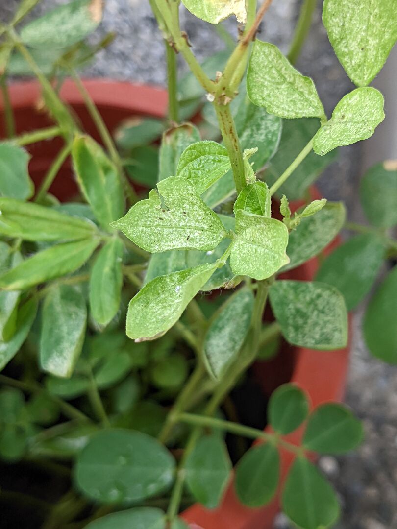 花生長太密