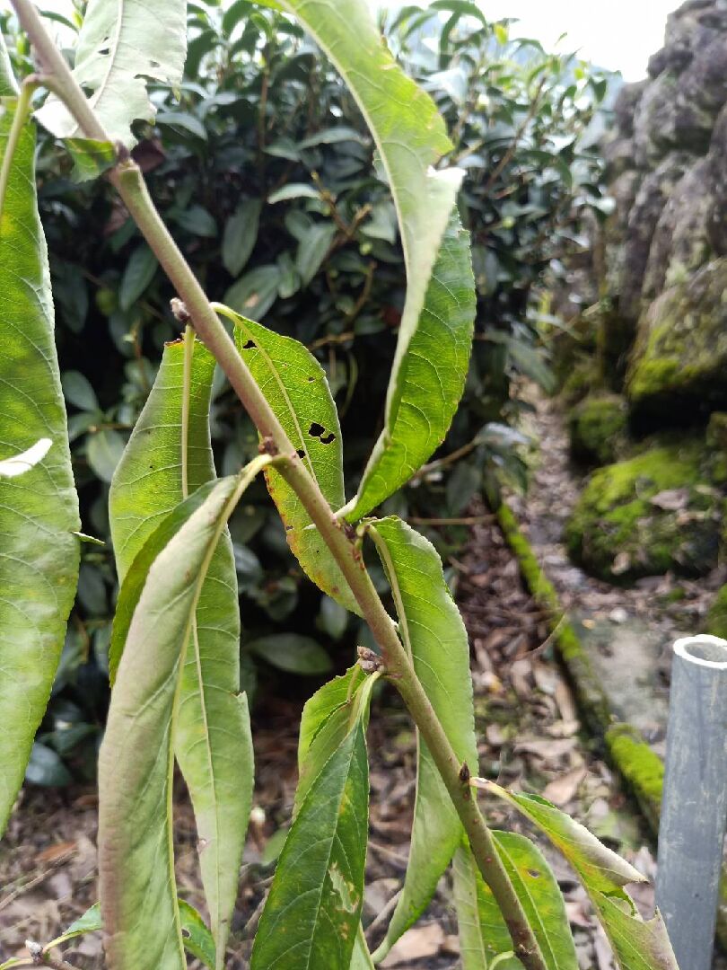 水蜜桃生病