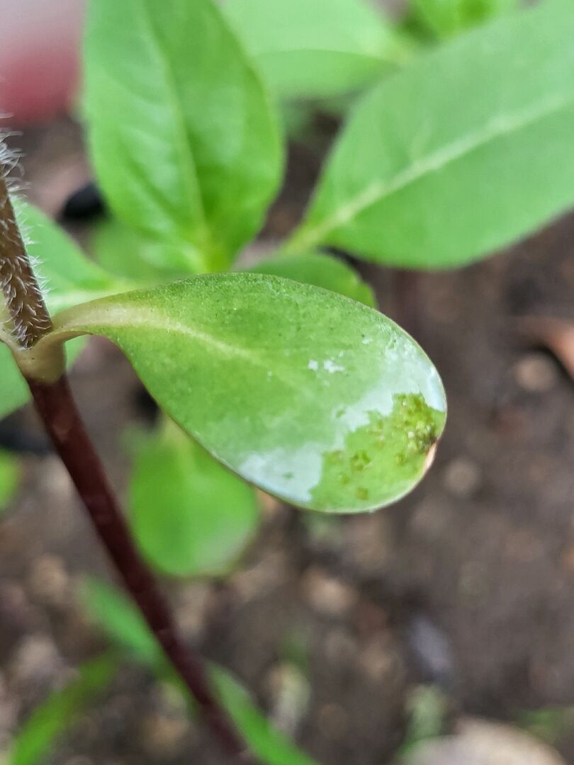 向日葵葉子白白的