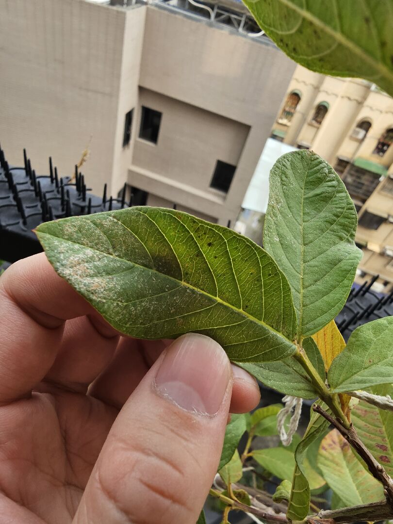 請問芭樂葉呈現白黃面狀分布，是何種病蟲害