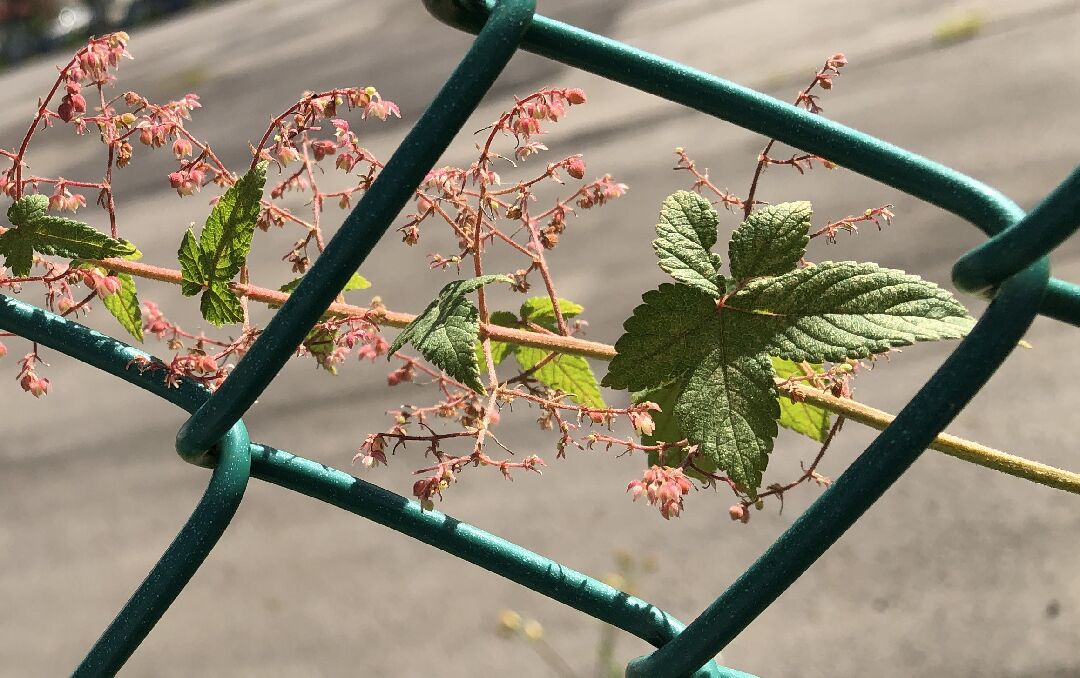 延著圍籬生長的攀爬植物，請問名稱