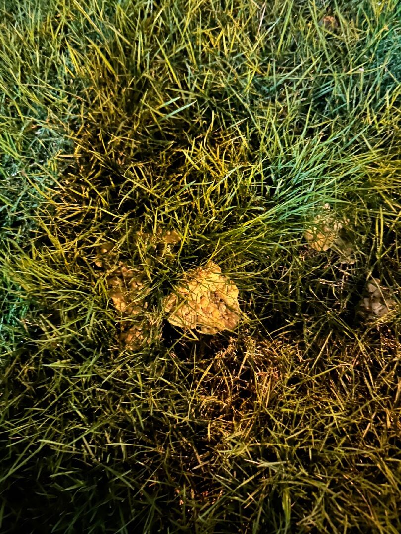 在草皮發現黃色塊狀很硬像菌種的東西