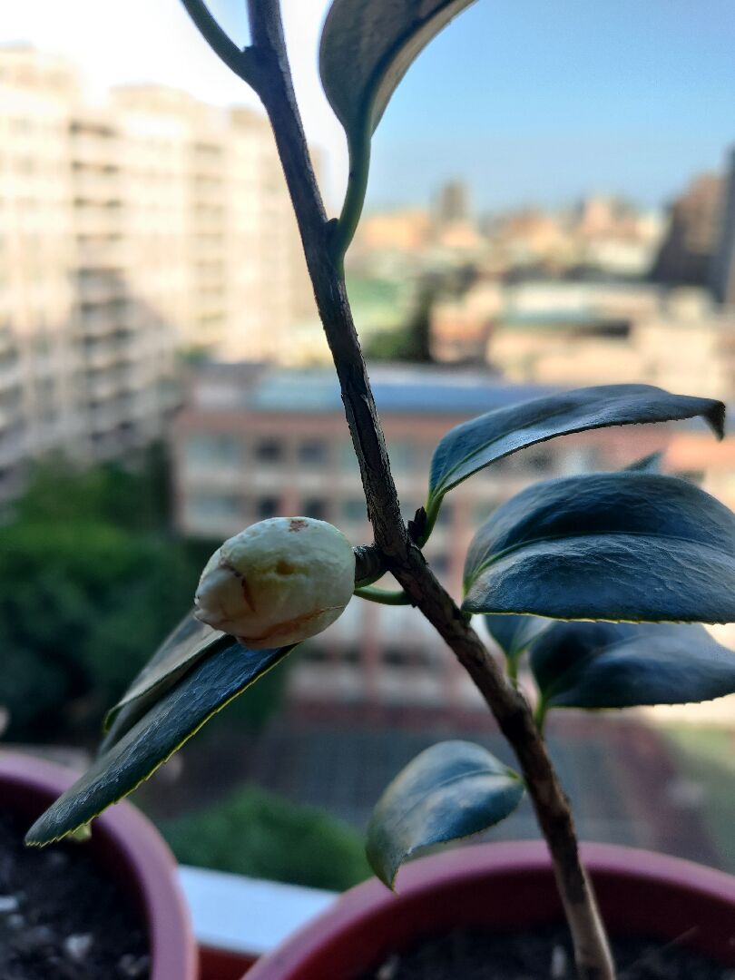 茶花的花苞上感覺枯萎了，是什麼原因