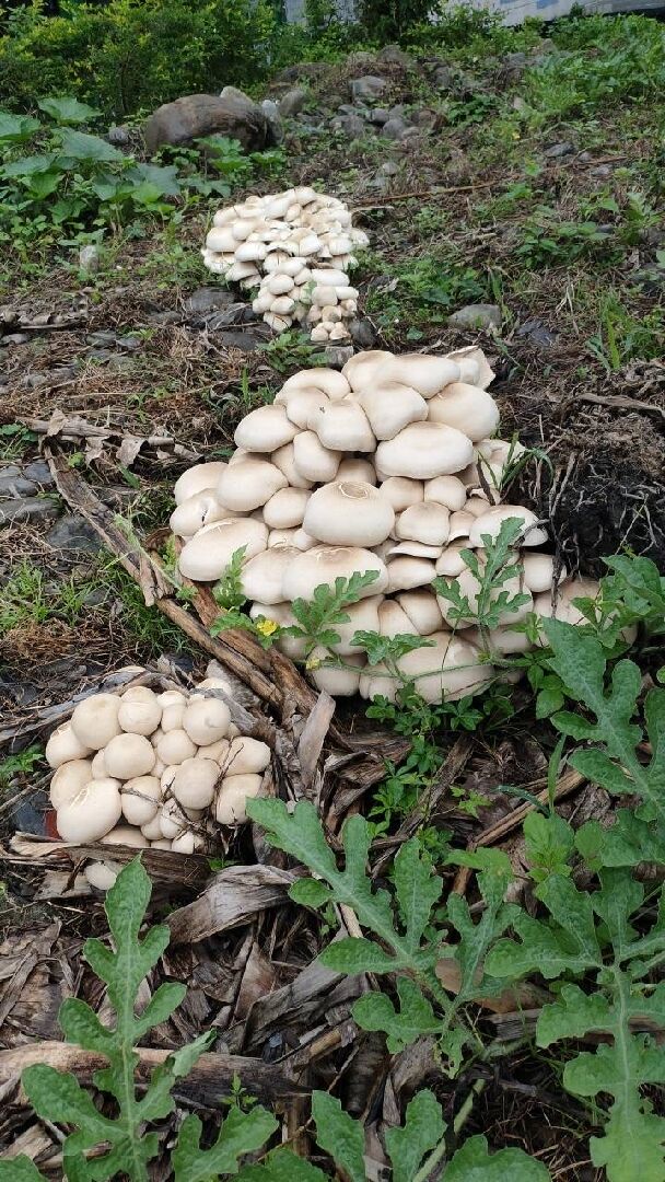 這是什麼香菇