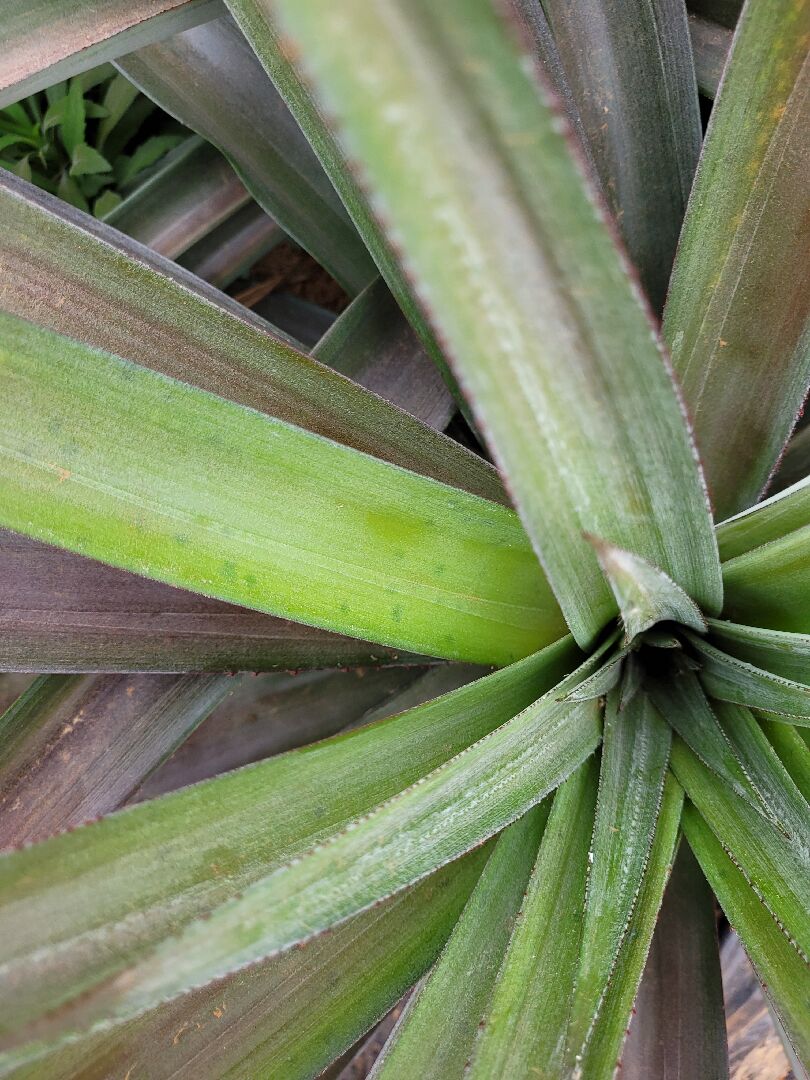 鳳梨植栽上的一點一點