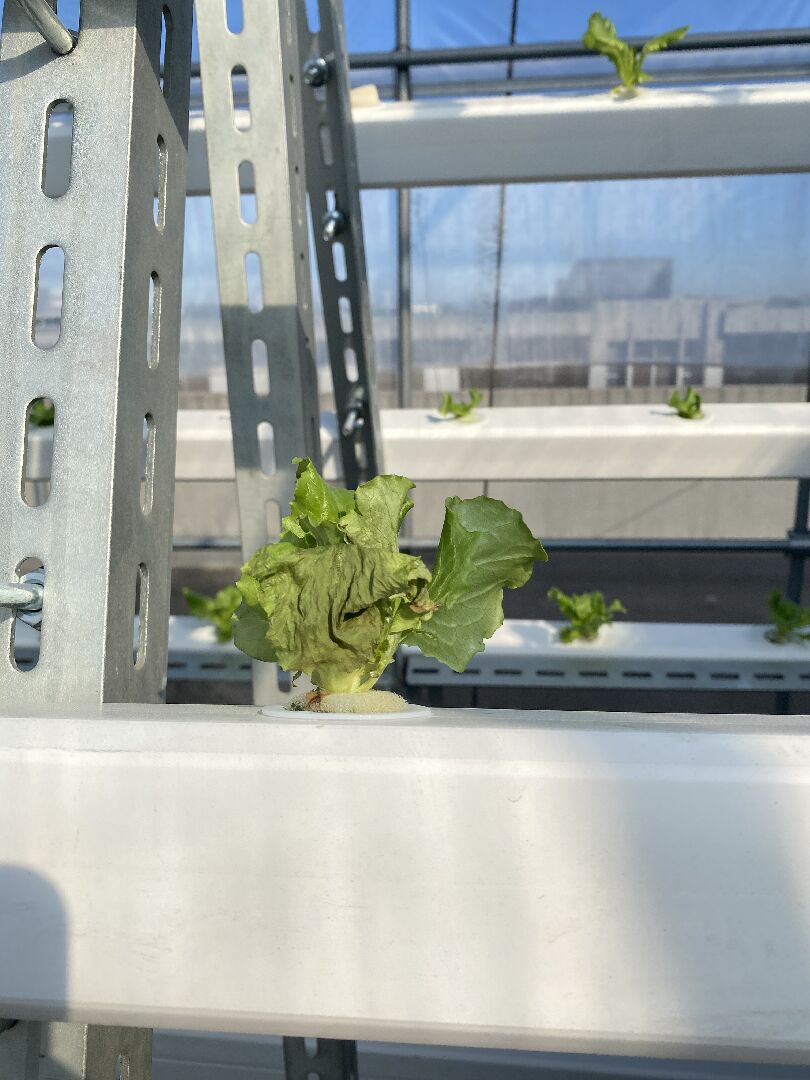 請問我水耕種植的綠寶萵苣怎麼會變成這樣